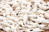 white stromb seashells bulk